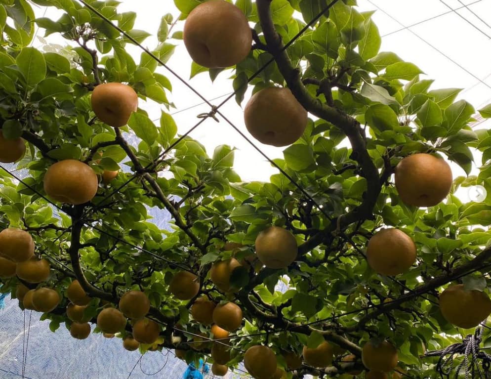 栗源ウェブメディア